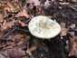 Citromgalóca (Amanita citrina), Somogy